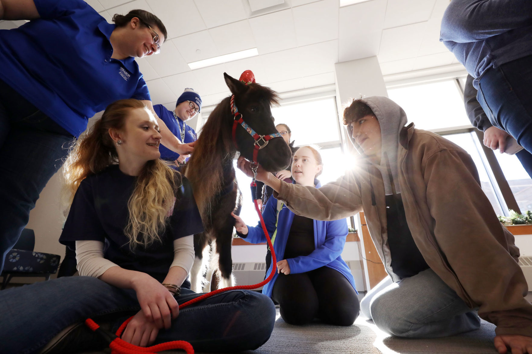 mini therapy horses 3 12.12.18.jpg